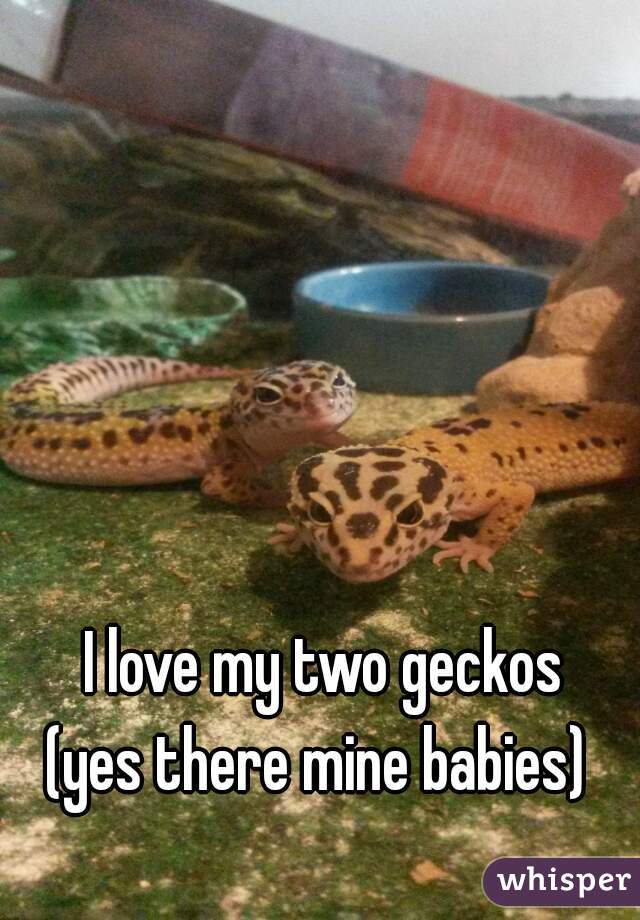 I love my two geckos

(yes there mine babies) 