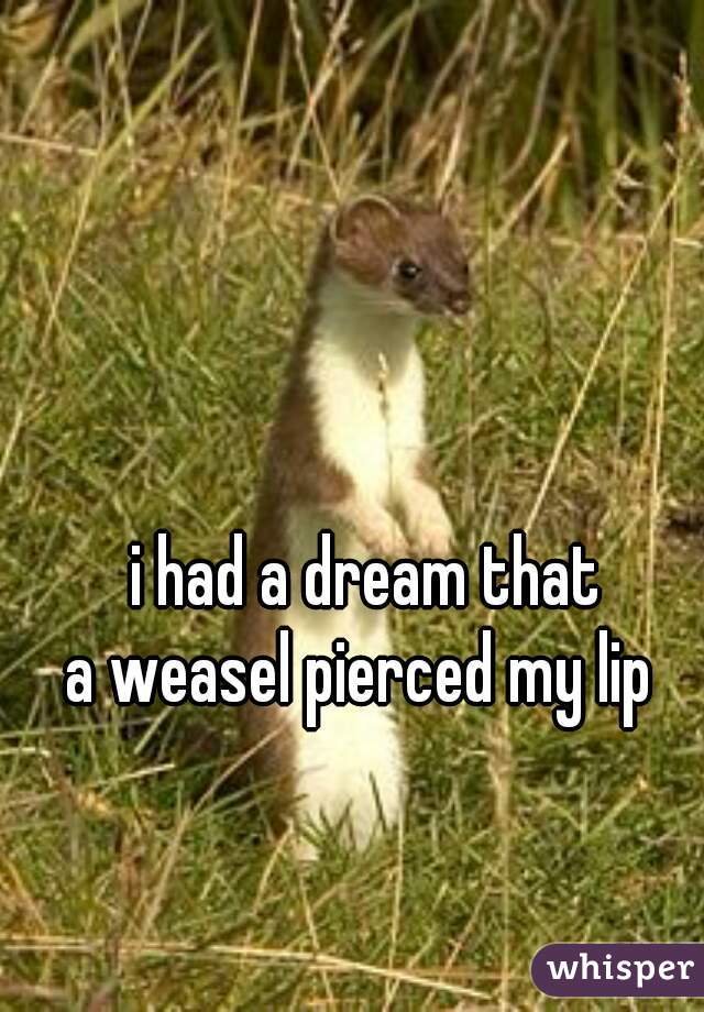 i had a dream that
 a weasel pierced my lip  
