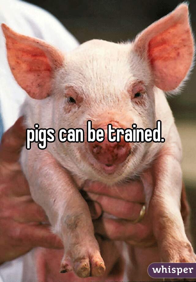 pigs can be trained. 