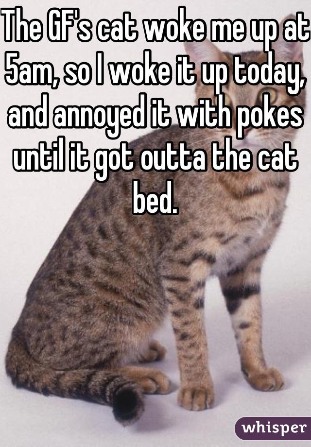 The GF's cat woke me up at 5am, so I woke it up today, and annoyed it with pokes until it got outta the cat bed.