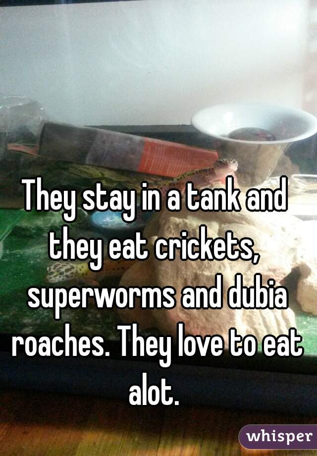 They stay in a tank and they eat crickets,  superworms and dubia roaches. They love to eat alot. 