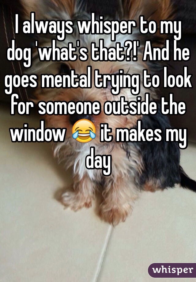 I always whisper to my dog 'what's that?!' And he goes mental trying to look for someone outside the window 😂 it makes my day