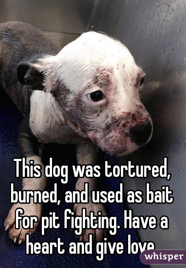 This dog was tortured, burned, and used as bait for pit fighting. Have a heart and give love.