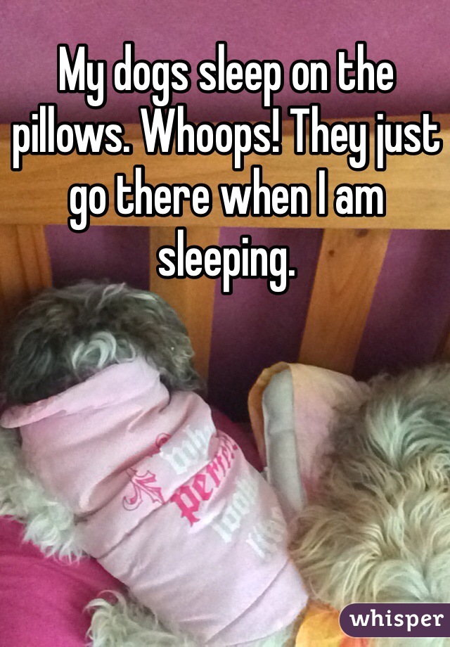 My dogs sleep on the pillows. Whoops! They just go there when I am sleeping.