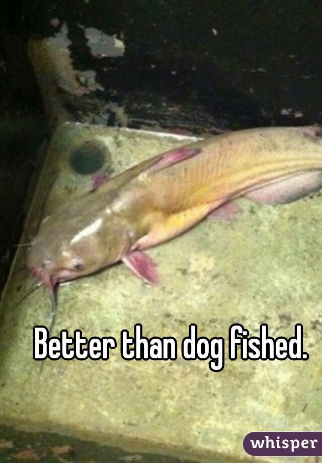 Better than dog fished. 