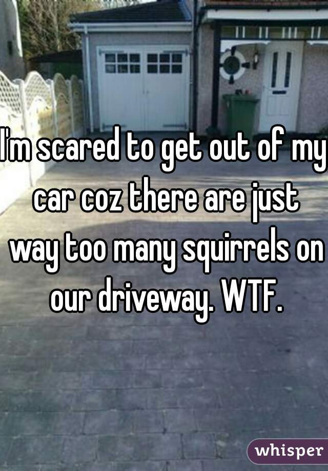 I'm scared to get out of my car coz there are just way too many squirrels on our driveway. WTF.