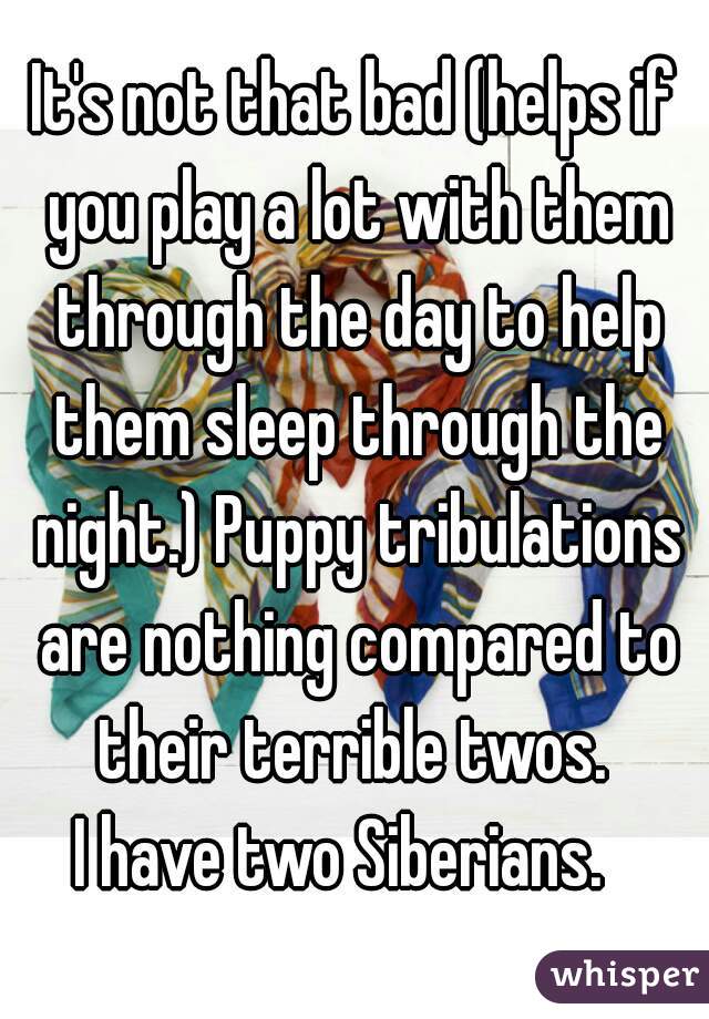 It's not that bad (helps if you play a lot with them through the day to help them sleep through the night.) Puppy tribulations are nothing compared to their terrible twos. 
I have two Siberians.  
