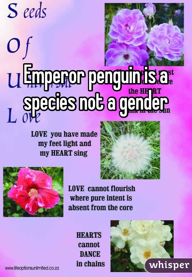 Emperor penguin is a species not a gender 