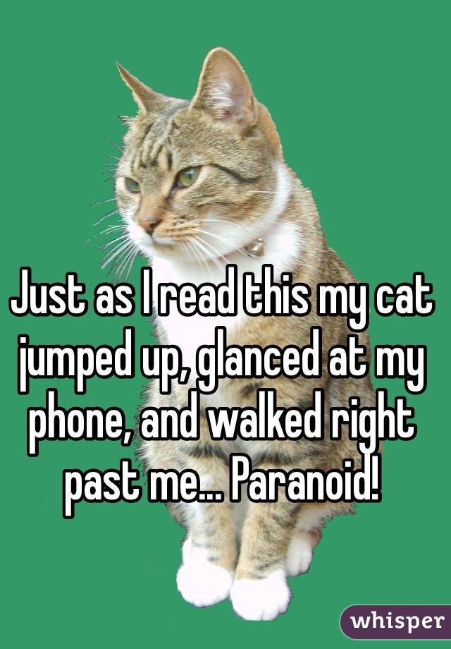 Just as I read this my cat jumped up, glanced at my phone, and walked right past me... Paranoid! 