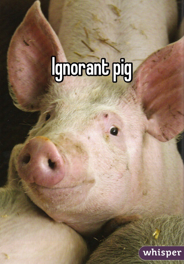 Ignorant pig 