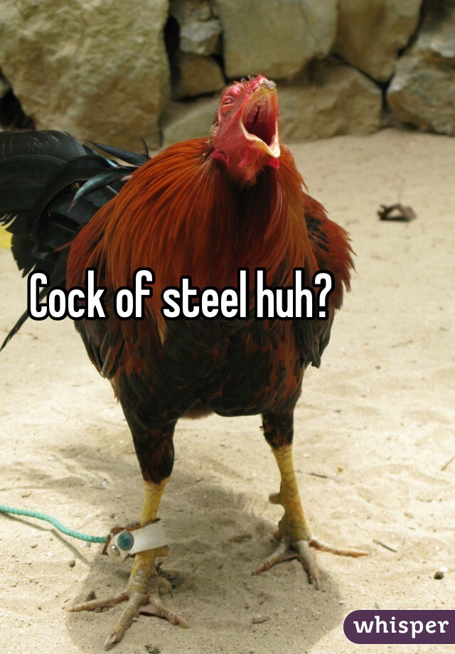 Cock of steel huh?