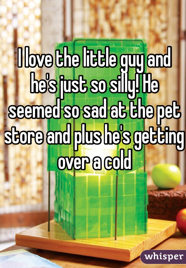 I love the little guy and he's just so silly! He seemed so sad at the pet store and plus he's getting over a cold 