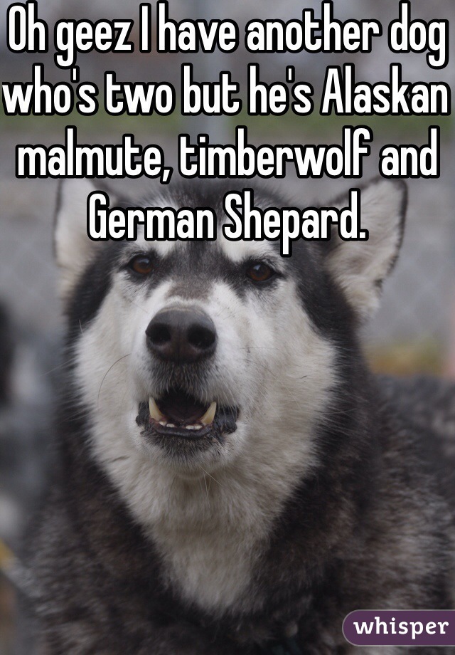 Oh geez I have another dog who's two but he's Alaskan malmute, timberwolf and German Shepard. 