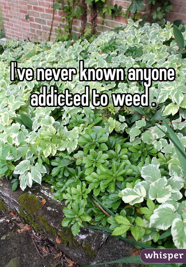 I've never known anyone addicted to weed . 