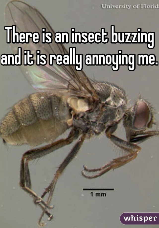 There is an insect buzzing and it is really annoying me.