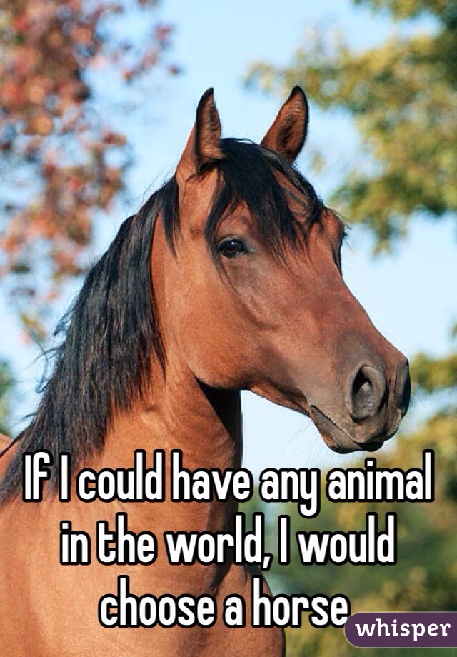 If I could have any animal in the world, I would choose a horse. 