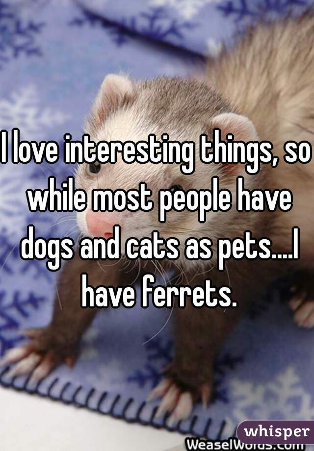 I love interesting things, so while most people have dogs and cats as pets....I have ferrets.