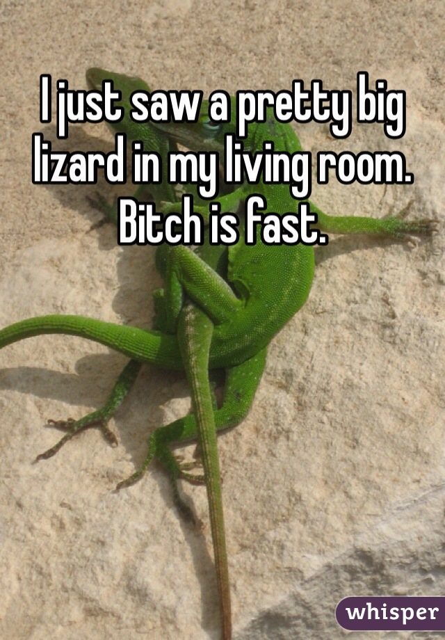 I just saw a pretty big lizard in my living room. Bitch is fast. 