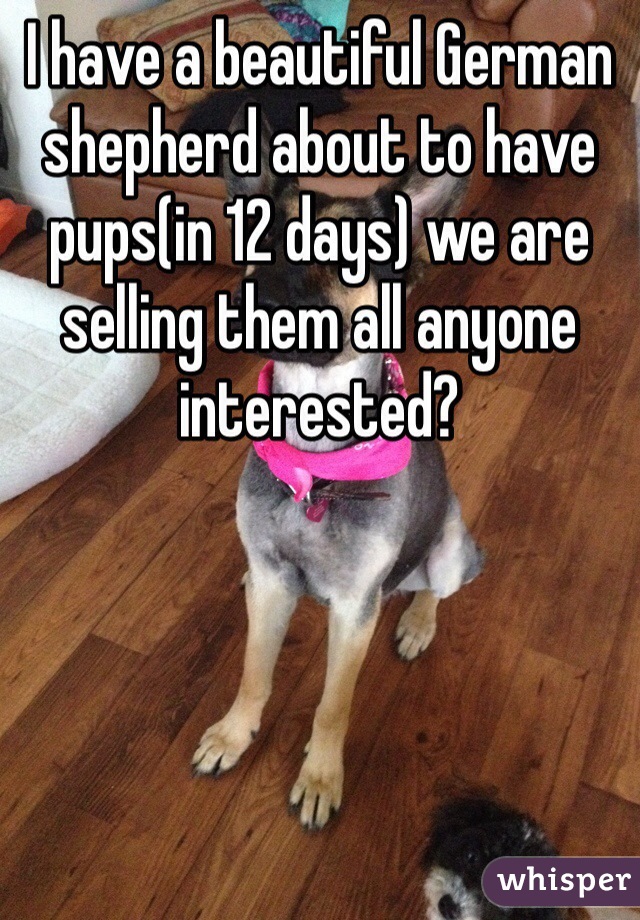 I have a beautiful German shepherd about to have pups(in 12 days) we are selling them all anyone interested?