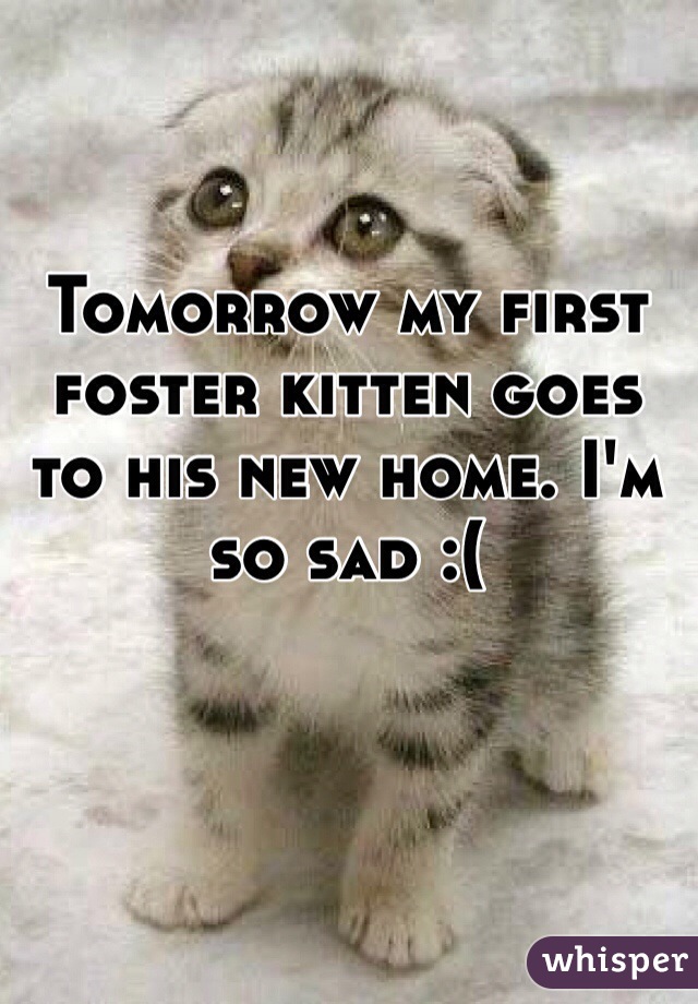 Tomorrow my first foster kitten goes to his new home. I'm so sad :(
