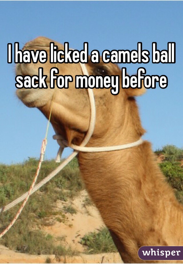 I have licked a camels ball sack for money before 