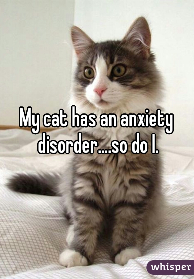My cat has an anxiety disorder....so do I.