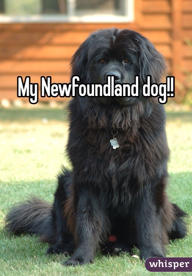 My Newfoundland dog!!
