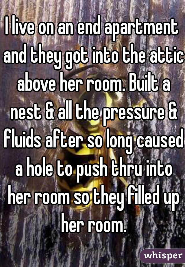 I live on an end apartment and they got into the attic above her room. Built a nest & all the pressure & fluids after so long caused a hole to push thru into her room so they filled up her room.