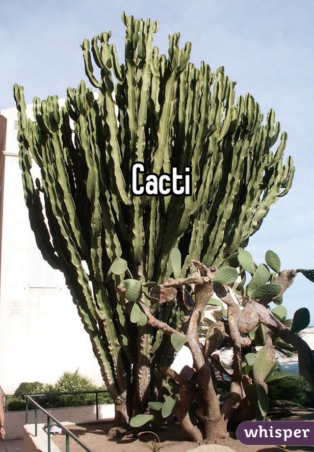 Cacti 