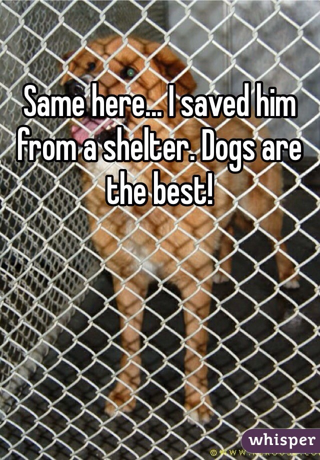 Same here... I saved him from a shelter. Dogs are the best!