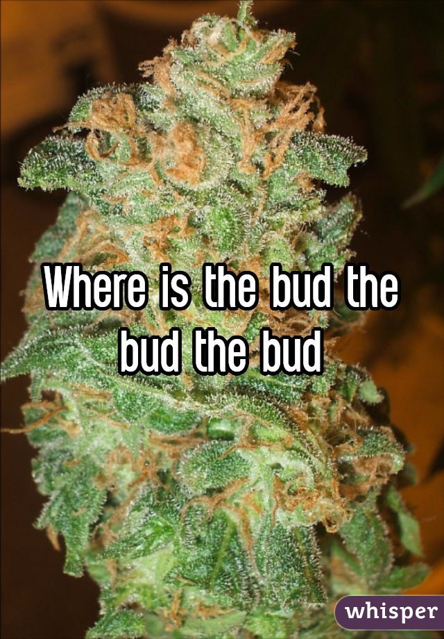 Where is the bud the bud the bud