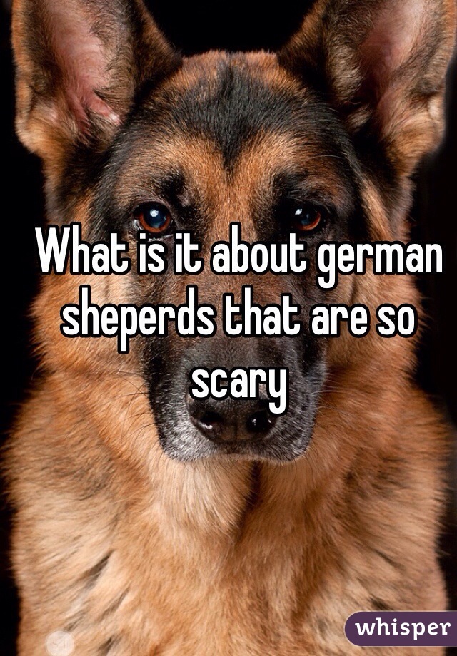 What is it about german sheperds that are so scary