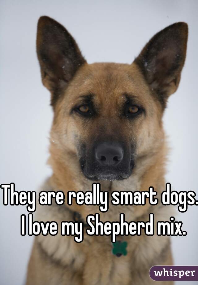 They are really smart dogs.  I love my Shepherd mix.