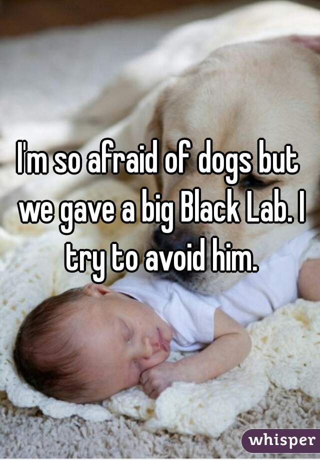 I'm so afraid of dogs but we gave a big Black Lab. I try to avoid him.