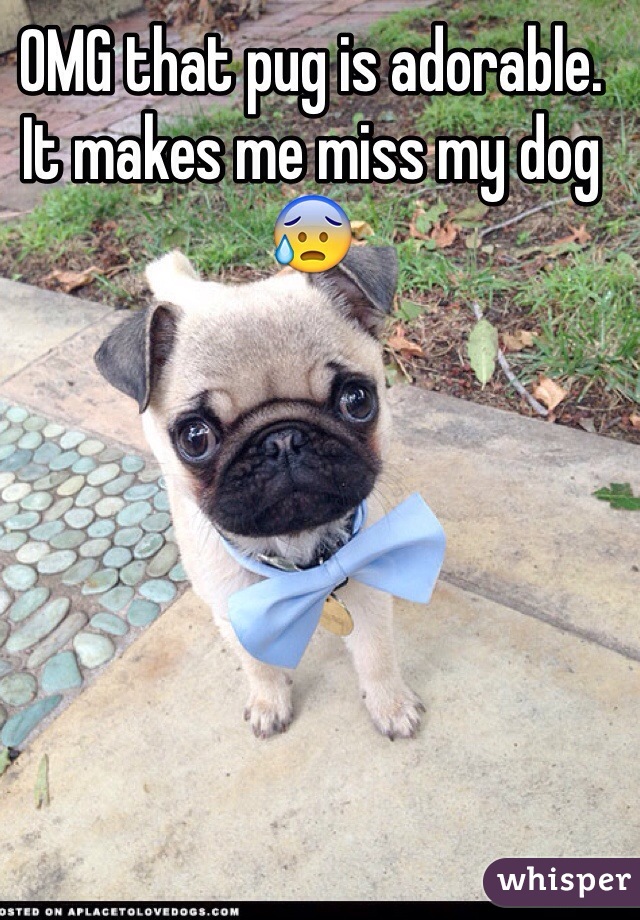 OMG that pug is adorable. It makes me miss my dog 😰