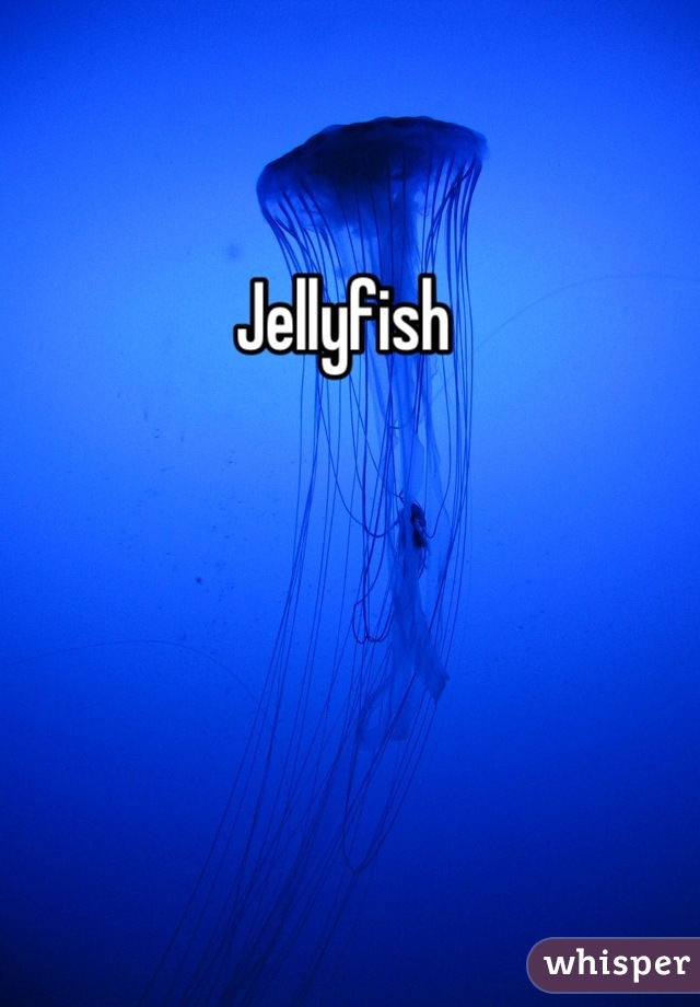 Jellyfish 