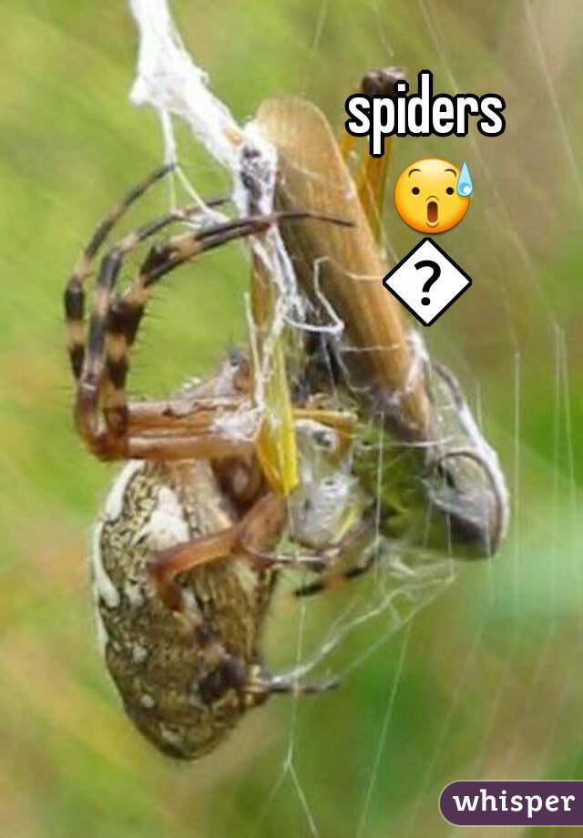 spiders 😰😰