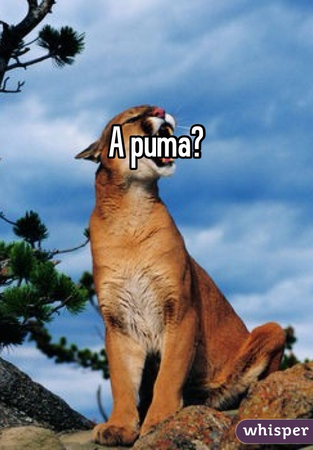 A puma? 