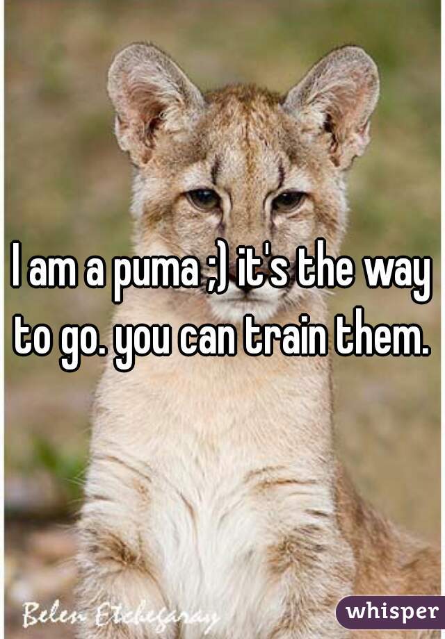 I am a puma ;) it's the way to go. you can train them. 