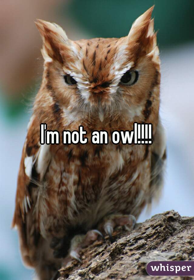 I'm not an owl!!!!