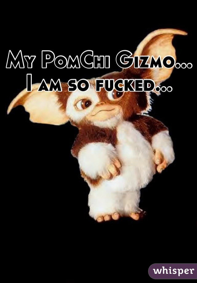 My PomChi Gizmo... I am so fucked...