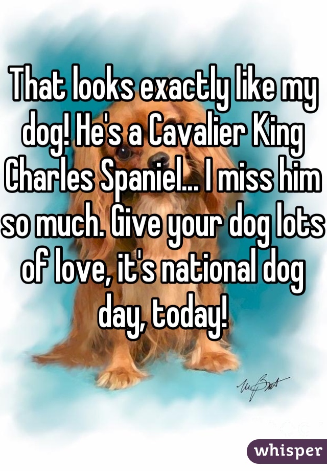That looks exactly like my dog! He's a Cavalier King Charles Spaniel... I miss him so much. Give your dog lots of love, it's national dog day, today!