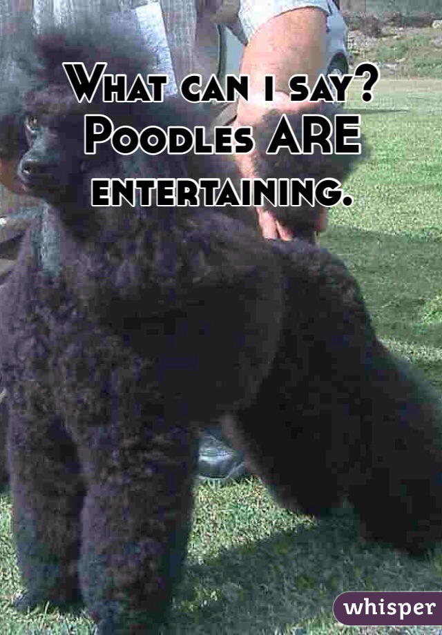 What can i say? Poodles ARE entertaining.
 