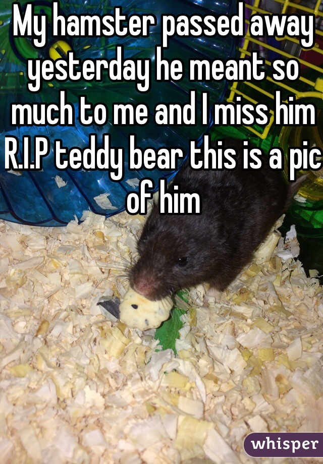 My hamster passed away yesterday he meant so much to me and I miss him R.I.P teddy bear this is a pic of him