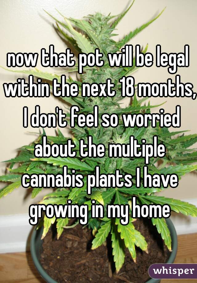 now that pot will be legal within the next 18 months,  I don't feel so worried about the multiple cannabis plants I have growing in my home