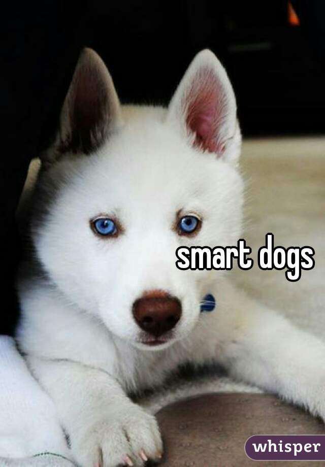 smart dogs