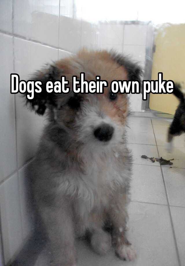 Dogs eat their own puke