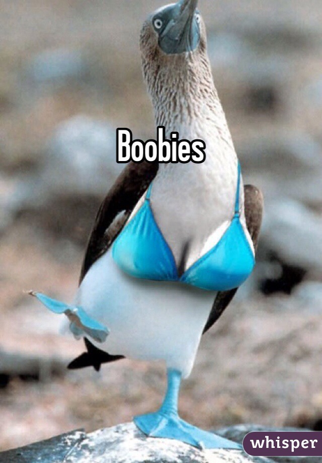 Boobies