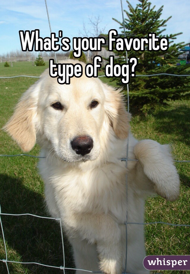 What's your favorite type of dog? 