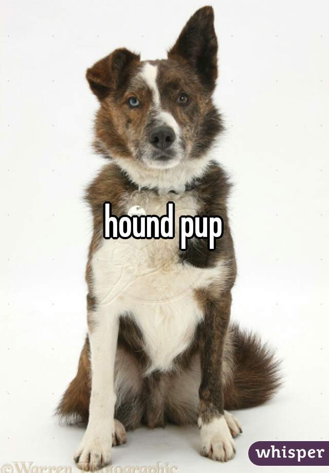 hound pup